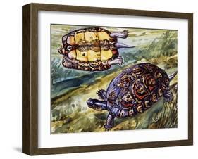 Painted Wood Turtle or Ornate Wood Turtle (Rhinoclemmys Pulcherrima), Geoemydidae-null-Framed Giclee Print