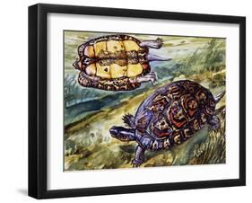 Painted Wood Turtle or Ornate Wood Turtle (Rhinoclemmys Pulcherrima), Geoemydidae-null-Framed Giclee Print