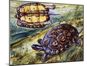 Painted Wood Turtle or Ornate Wood Turtle (Rhinoclemmys Pulcherrima), Geoemydidae-null-Mounted Giclee Print