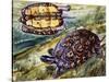 Painted Wood Turtle or Ornate Wood Turtle (Rhinoclemmys Pulcherrima), Geoemydidae-null-Stretched Canvas