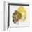 Painted Yellow I-PI Studio-Framed Art Print