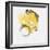 Painted Yellow II-PI Studio-Framed Art Print