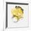 Painted Yellow II-PI Studio-Framed Art Print