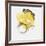 Painted Yellow II-PI Studio-Framed Art Print