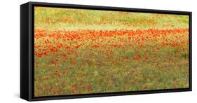 Painterly effect on a photograph of poppies in an Italian meadow.-Brenda Tharp-Framed Stretched Canvas