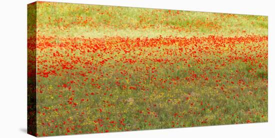 Painterly effect on a photograph of poppies in an Italian meadow.-Brenda Tharp-Stretched Canvas