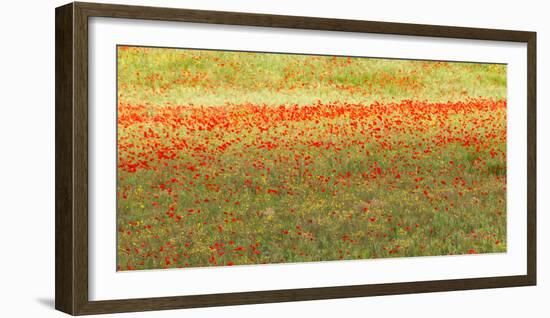 Painterly effect on a photograph of poppies in an Italian meadow.-Brenda Tharp-Framed Photographic Print