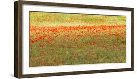 Painterly effect on a photograph of poppies in an Italian meadow.-Brenda Tharp-Framed Photographic Print