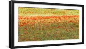 Painterly effect on a photograph of poppies in an Italian meadow.-Brenda Tharp-Framed Photographic Print