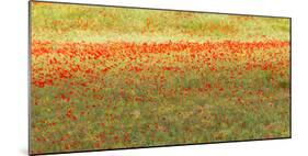 Painterly effect on a photograph of poppies in an Italian meadow.-Brenda Tharp-Mounted Photographic Print