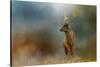 Painterly Fallow Buck-Jai Johnson-Stretched Canvas