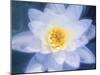 Painterly Flower III-Lola Henry-Mounted Photographic Print