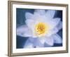 Painterly Flower III-Lola Henry-Framed Photographic Print