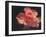 Painterly Flower IV-Lola Henry-Framed Photographic Print