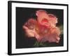 Painterly Flower IV-Lola Henry-Framed Photographic Print