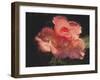 Painterly Flower IV-Lola Henry-Framed Photographic Print