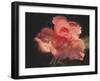 Painterly Flower IV-Lola Henry-Framed Photographic Print