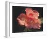 Painterly Flower IV-Lola Henry-Framed Photographic Print