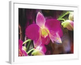 Painterly Flower V-Lola Henry-Framed Photographic Print