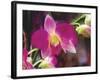 Painterly Flower V-Lola Henry-Framed Photographic Print