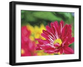 Painterly Flower VI-Lola Henry-Framed Photographic Print