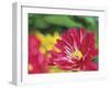 Painterly Flower VI-Lola Henry-Framed Photographic Print