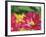 Painterly Flower VI-Lola Henry-Framed Photographic Print