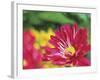 Painterly Flower VI-Lola Henry-Framed Photographic Print