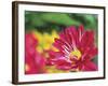 Painterly Flower VI-Lola Henry-Framed Photographic Print