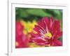 Painterly Flower VI-Lola Henry-Framed Photographic Print