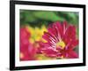 Painterly Flower VI-Lola Henry-Framed Photographic Print