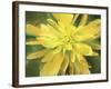 Painterly Flower VII-Lola Henry-Framed Photographic Print