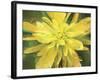 Painterly Flower VII-Lola Henry-Framed Photographic Print