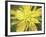 Painterly Flower VII-Lola Henry-Framed Photographic Print