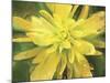 Painterly Flower VII-Lola Henry-Mounted Photographic Print
