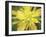 Painterly Flower VII-Lola Henry-Framed Photographic Print