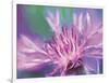 Painterly Flower VIII-Lola Henry-Framed Photographic Print