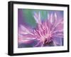 Painterly Flower VIII-Lola Henry-Framed Premium Photographic Print