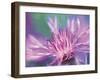 Painterly Flower VIII-Lola Henry-Framed Photographic Print