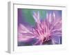 Painterly Flower VIII-Lola Henry-Framed Photographic Print