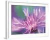 Painterly Flower VIII-Lola Henry-Framed Photographic Print