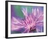 Painterly Flower VIII-Lola Henry-Framed Photographic Print