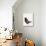 Painterly Perch - Curious-Maja Gunnarsdottir-Stretched Canvas displayed on a wall