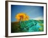 Painting in the Dark-Carli Choi-Framed Photographic Print