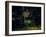 Painting in the Dark-Carli Choi-Framed Photographic Print