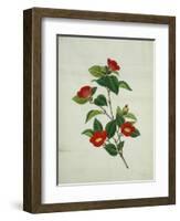 Painting- Japanese Camellia , 19th Century-null-Framed Giclee Print