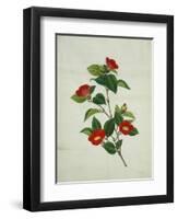 Painting- Japanese Camellia , 19th Century-null-Framed Giclee Print