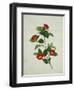 Painting- Japanese Camellia , 19th Century-null-Framed Giclee Print