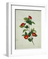 Painting- Japanese Camellia , 19th Century-null-Framed Giclee Print