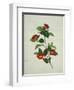 Painting- Japanese Camellia , 19th Century-null-Framed Giclee Print